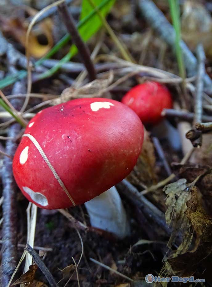 red-mushroom-Russula-emetica.jpg